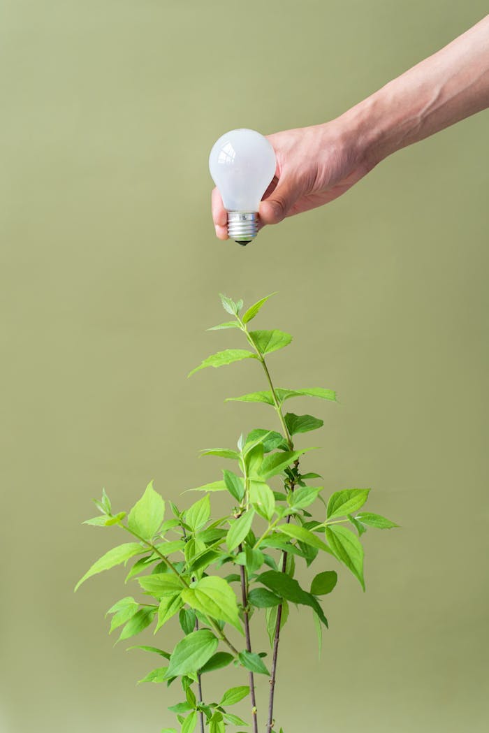 A hand holds a lightbulb above a young plant, symbolizing eco-friendly innovation.